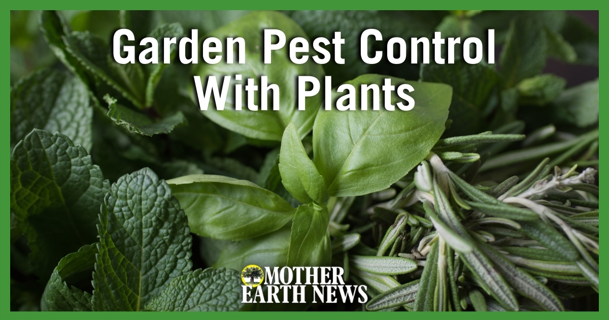 Free Guide: Pest Control with Plants